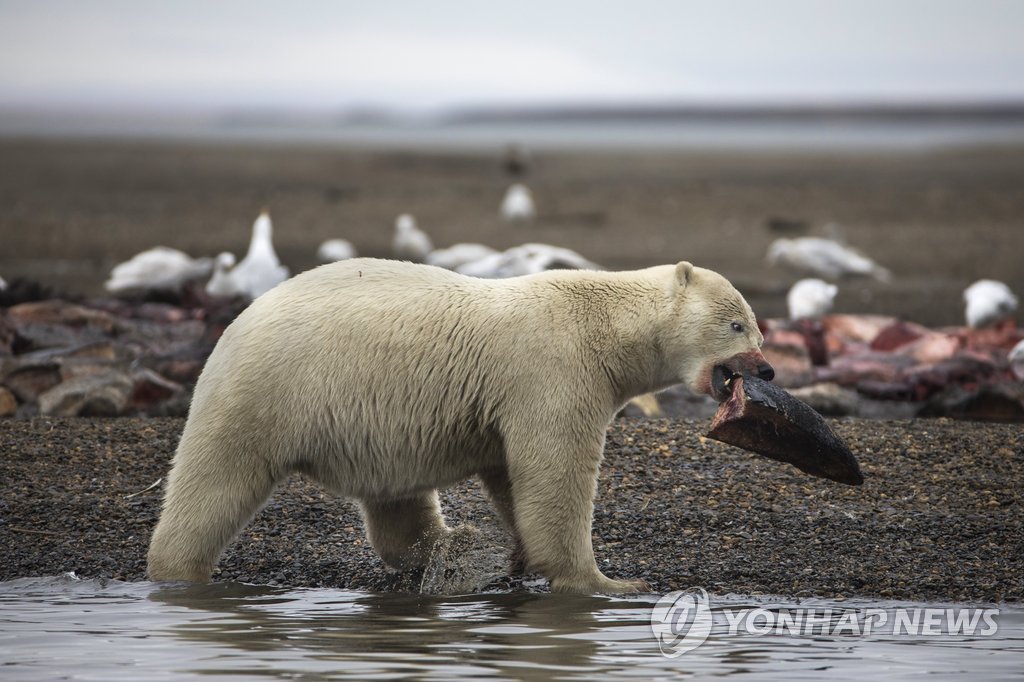 지구온난화로 터전 잃은 북극곰들