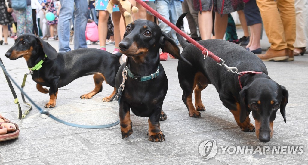 영국서 닥스훈트·차우차우 강아지 가격 껑충 뛴 이유는 | 연합뉴스