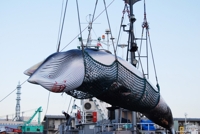 포경 중지 요구에도…日, '멸종위기' 참고래 59마리 포획 허용