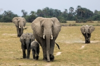 가뭄으로 죽는 케냐 코끼리, 밀렵보다 20배 더 많아