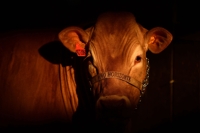 브라질 광우병에 태국·러 등 각국 브라질산 쇠고기 금수 조치