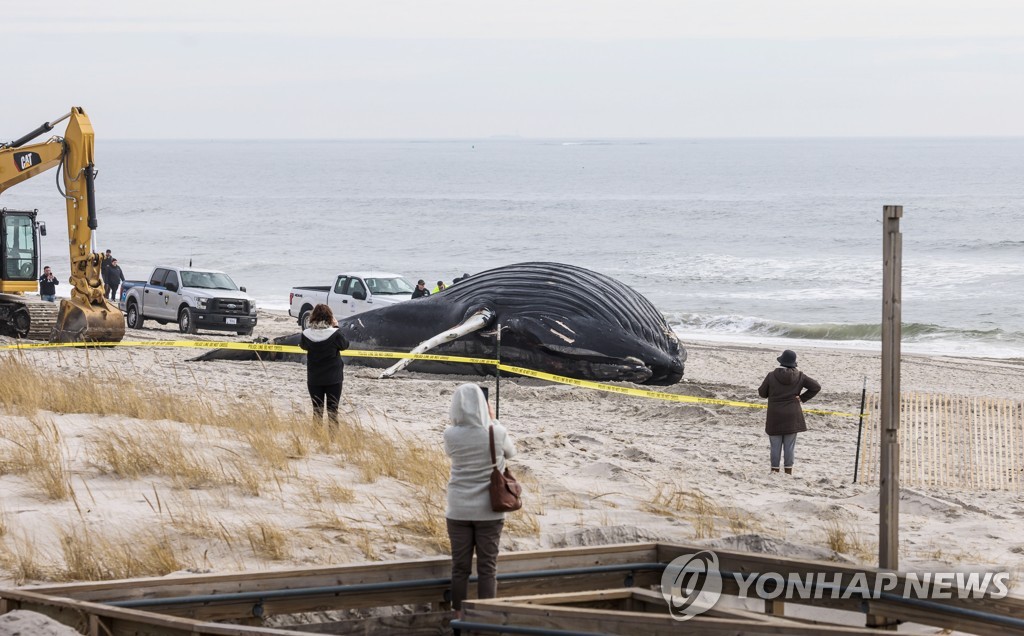 USA NEW YORK BEACHED WHALE
