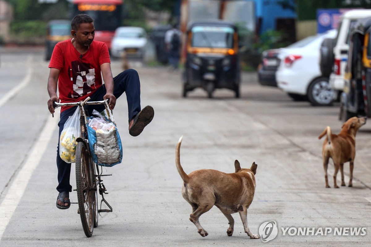 인도 뭄바이의 떠돌이 개