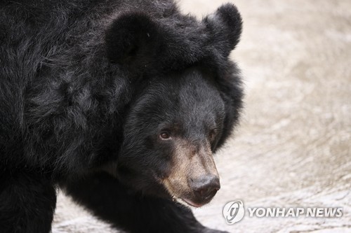 '배고파서' 나타난 흑곰 어슬렁…美 디즈니월드 일부 일시폐쇄