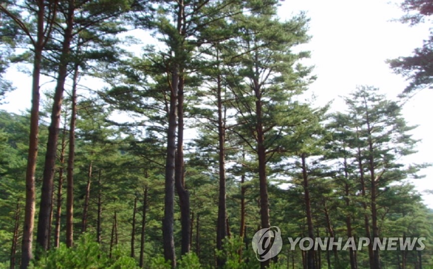 울진 금강송을 지켜라…소나무재선충병 차단책 수립 | 연합뉴스