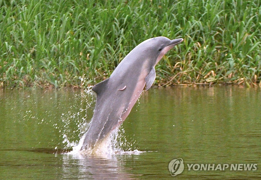 아마존강의 멸종위기 투쿠시 돌고래