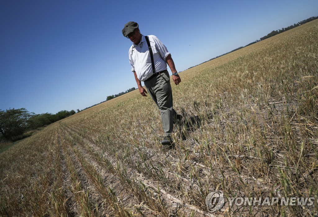 말라가는 농작물 바라보는 아르헨티나 농민