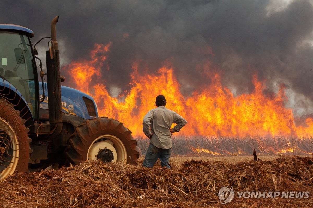 불타는 사탕수수밭 바라보는 브라질 농심