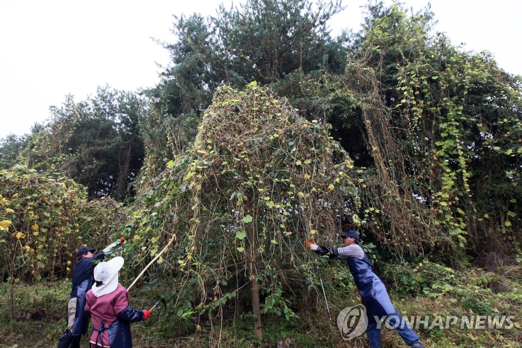 춘천시, 외래 침입식물 