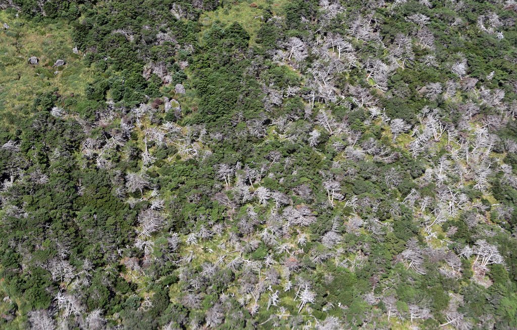 한라산 백록담 동북쪽 사면의 구상나무 숲이 지난해 태풍 때문에 구상나무가 대량 고사해 하얗게 변해 있다[연합뉴스 자료사진]