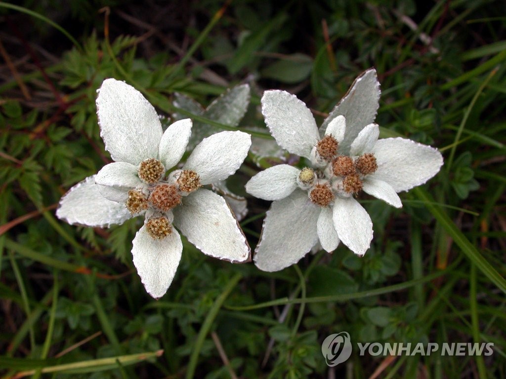 백록담 자생 멸종위기종 한라솜다리 | 연합뉴스