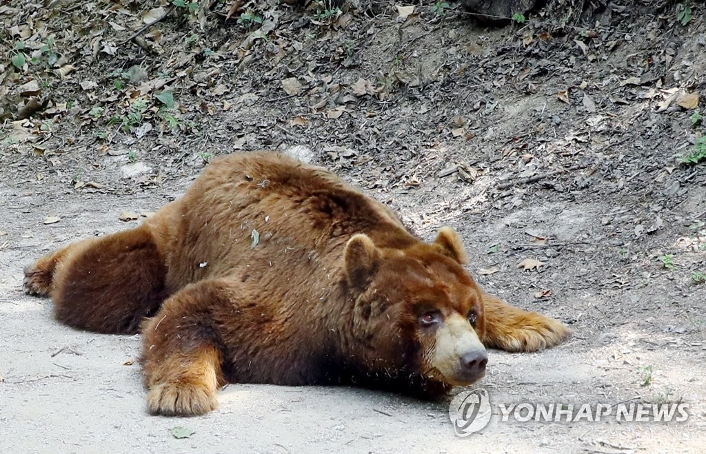 폭염에 늘어진 동물원 곰.