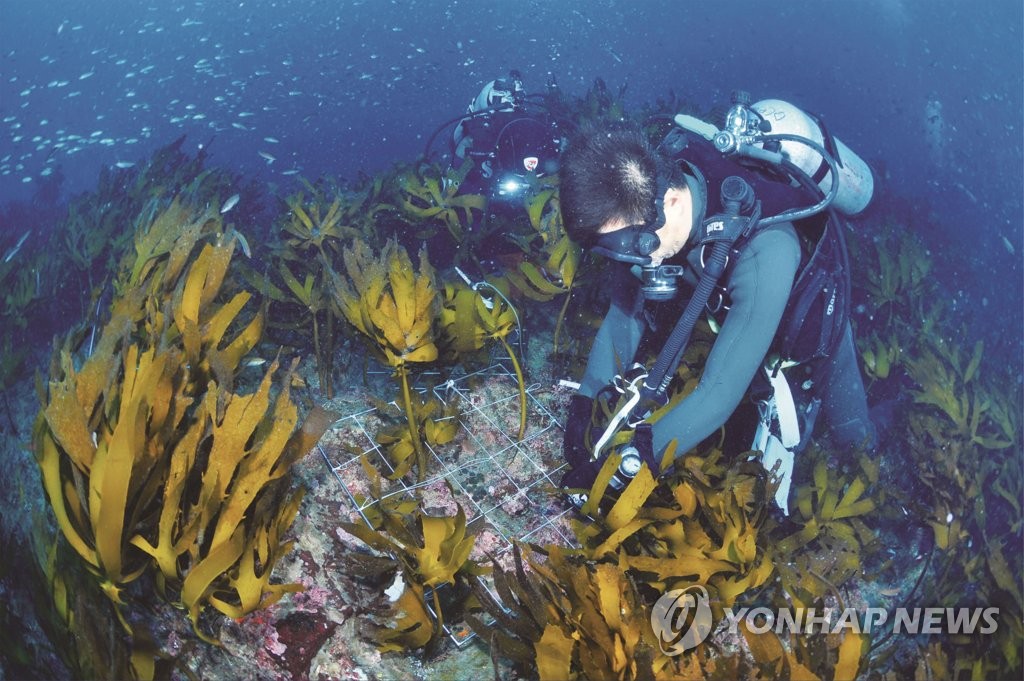 바다숲 조성