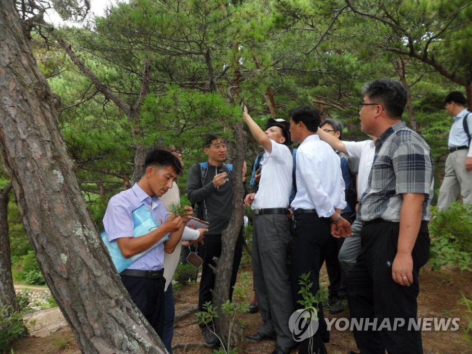 In this file photo, taken on Aug. 8, 2018, and provided by Seoul's unification ministry, South and North Korean forestry officials conduct a joint on-spot survey on pine tree diseases and pests on Mount Kumgang on the North's east coast. (Yonhap)