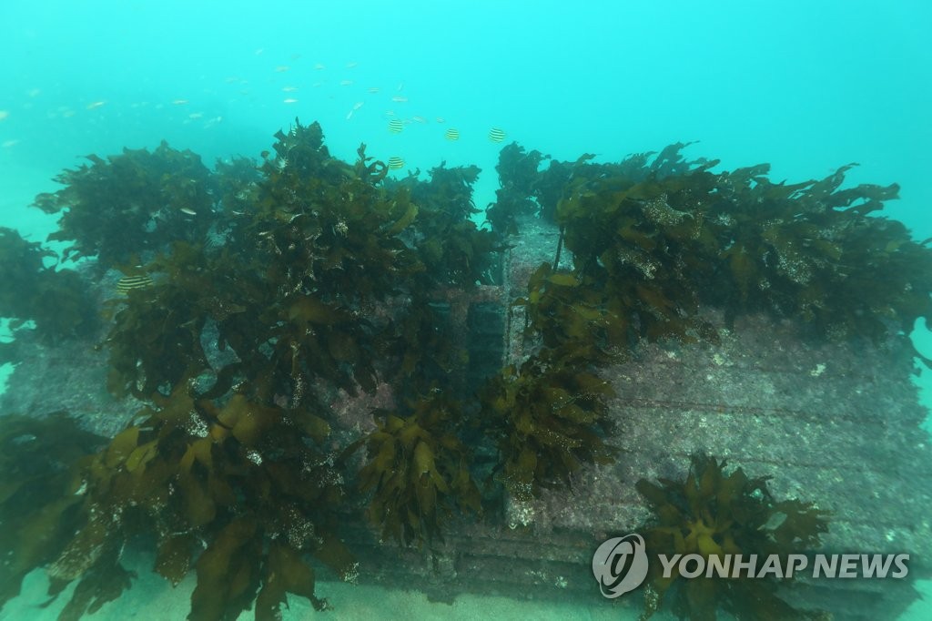 제주 바다목장 인공 구조물에 자생하는 해초