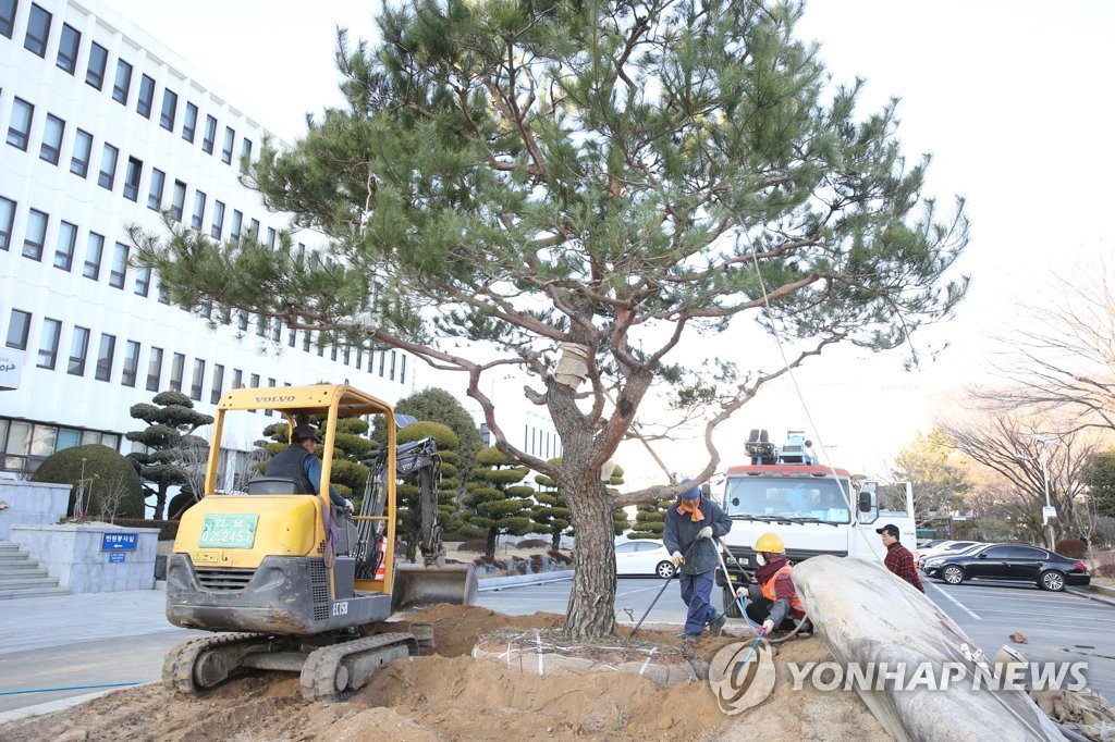 경남교육청, 일본 향나무→소나무 교체