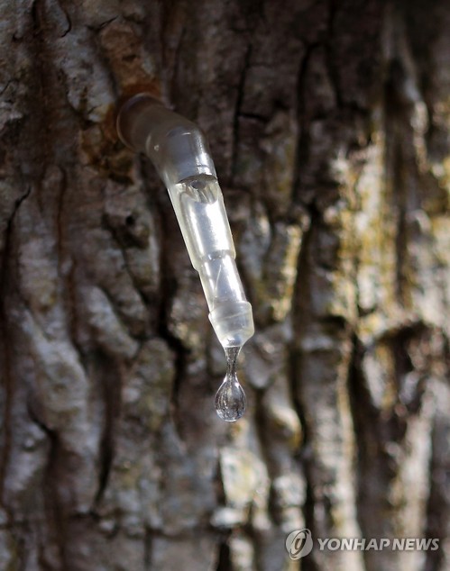 Farmers collect tree sap