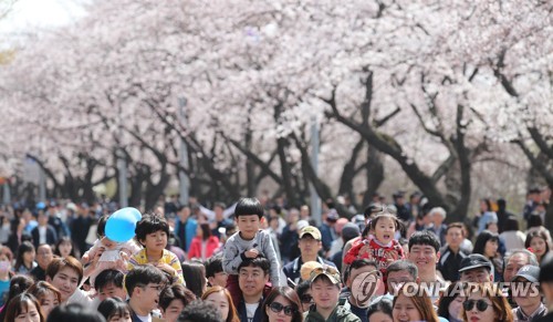 ソウルの桜　見頃に
