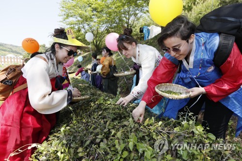 보성 대표축제 통합 효과 '톡톡'…60만명 성황