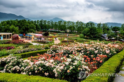 Fête des roses à Gokseong