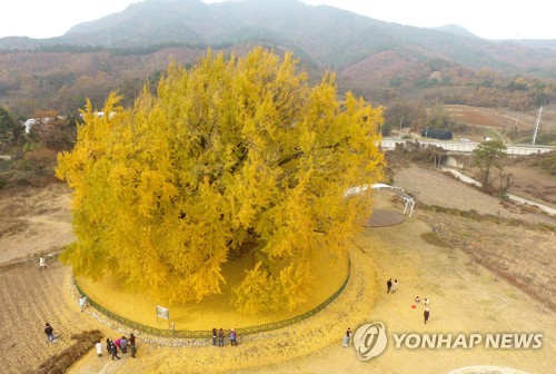 Giant ginkgo turns yellow