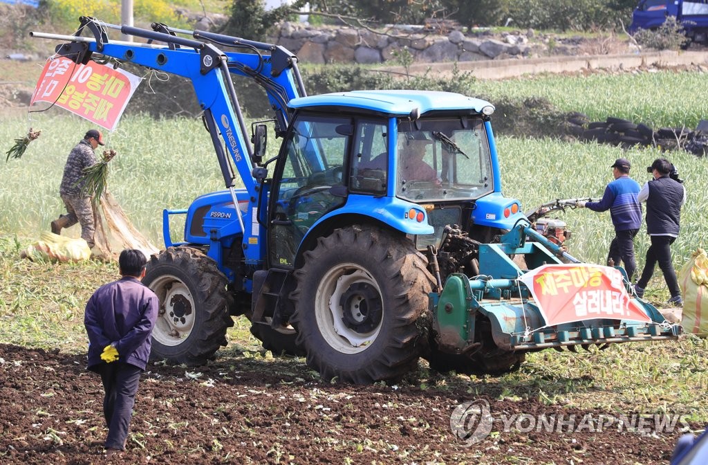 마늘밭 갈아엎는 제주 농민들