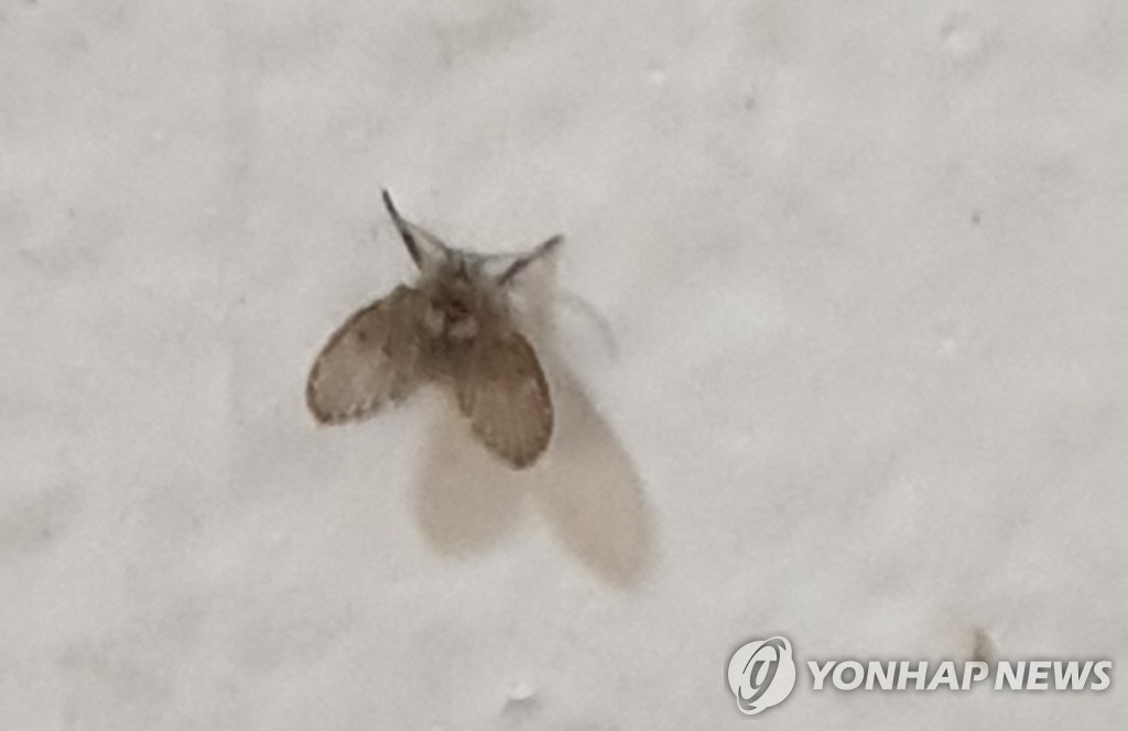 청주 아파트 화장실서 발견된 벌레는 '나방파리 유충' | 연합뉴스 청주 아파트 화장실서 발견된 벌레는 '나방파리 유충' | 연합뉴스