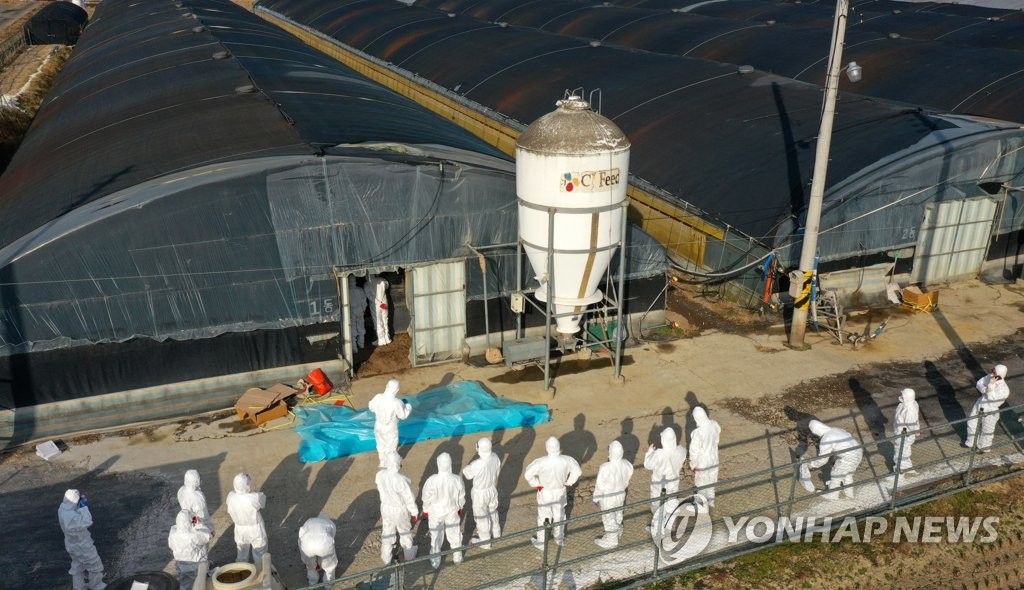 Culling of 32,000 ducks is under way at a duck farm in Naju, South Jeolla Province, southwestern South Korea, on Dec. 8, 2020, after an outbreak of avian influenza was confirmed there. (Yonhap)