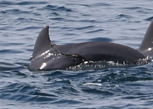 해양보호종 남방큰돌고래, 낚싯줄 걸린 채 발견…지느러미 손상
