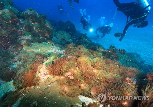 암반 뒤덮은 거품돌산호와 그물코돌산호