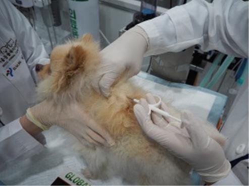 동물등록 비용 지원