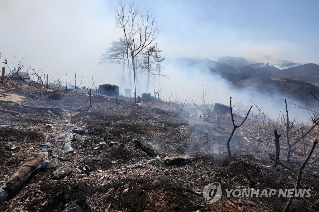 산불이 지나간 흔적