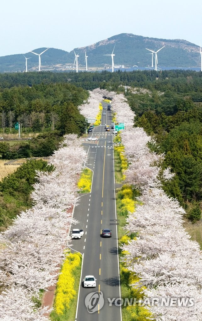 Spring in Jeju Yonhap News Agency