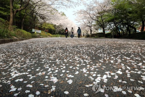 서울대 연구진, 꽃잎 떨어지는 시기 결정하는 활성산소 규명