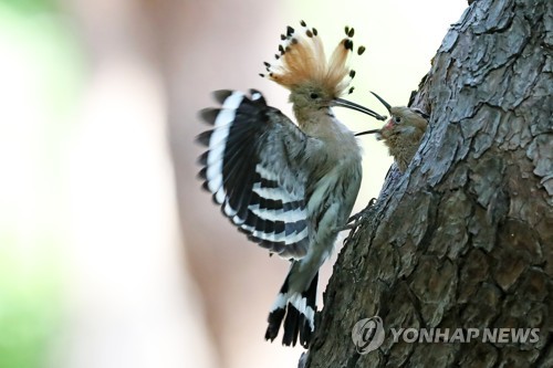 후투티·오색딱따구리…새들의 세상 경주 황성공원 