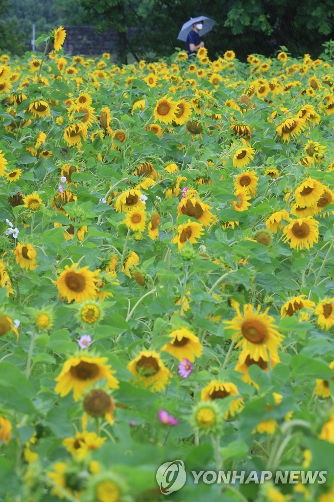 Sunflower field on Jeju Island
