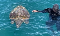 강원 고성 아야진항 인근 해상서 죽은 붉은바다거북 발견