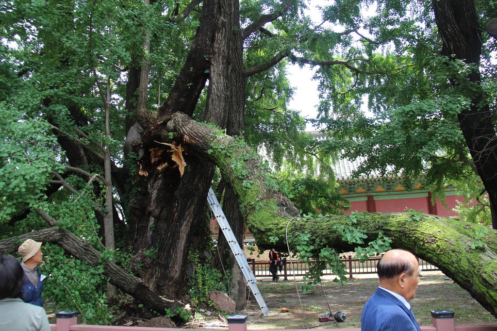 '400살' 천연기념물 은행나무, 지지대 교체하다 가지 부러져
