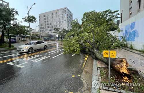 차 잠기고 가로수 넘어지고…인천 강풍·호우 피해 44건