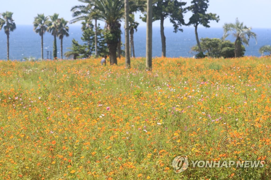 اقتراب فصل الخريف في جزيرة جيجو