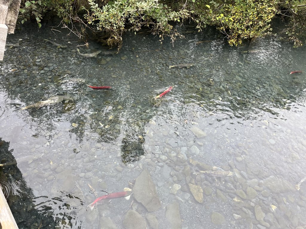 알래스카의 강에서 헤엄치는 홍연어들
