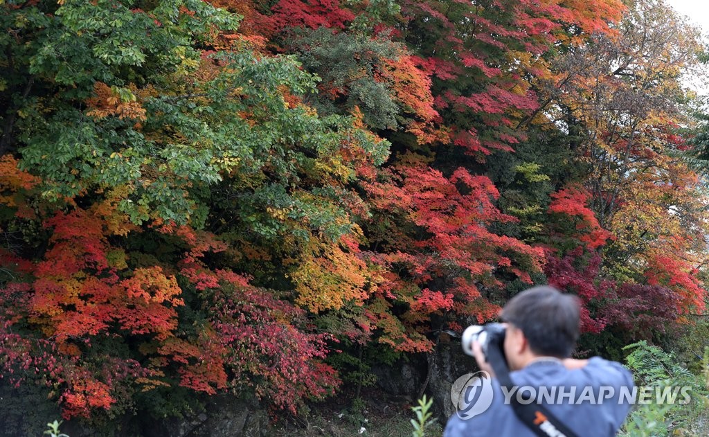 Autumn leaves in mountain pass of Daegwallyeong