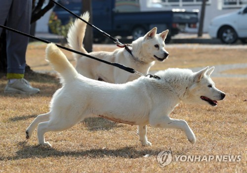 경북대 동물병원서 지내는 풍산개 '곰이'·'송강'