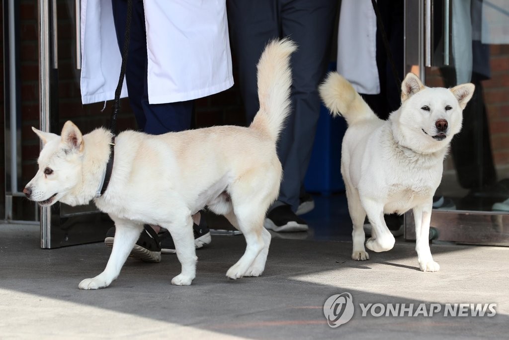 正恩氏から文前韓国大統領に贈られた犬　動物園に移送