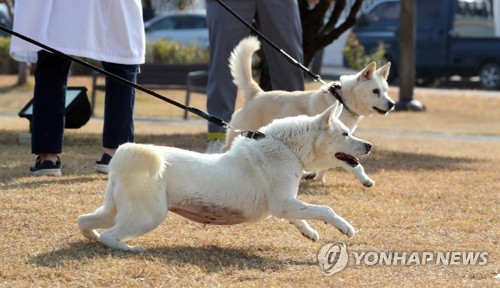 كوريا الشمالية تدرج سلالة كلاب بونغسان كتراث ثقافي غير مادي