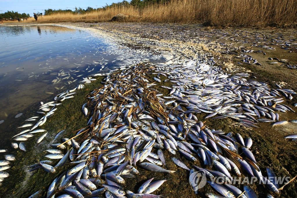 집단 폐사한 물고기…고성 송지호