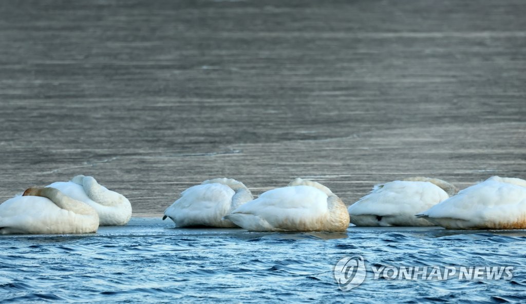 寒さに身を縮ませる白鳥（資料写真）＝（聯合ニュース）