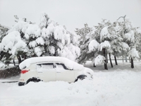 강원 산간 50cm '눈폭탄'…도로·탐방로 곳곳 통제