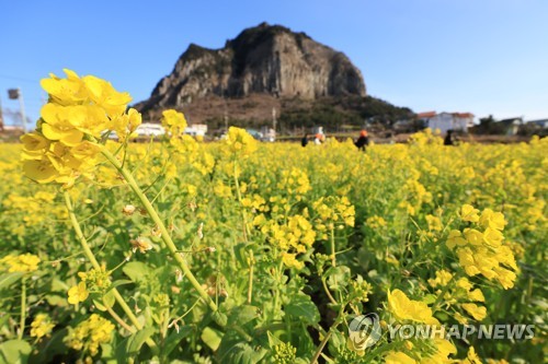 봄기운 가득 제주에 인파…'가는 겨울 아쉬워' 스키장 북적