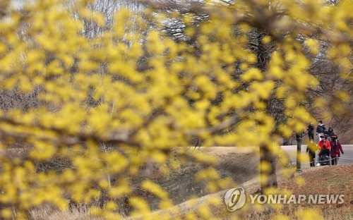 산수유꽃 산책로